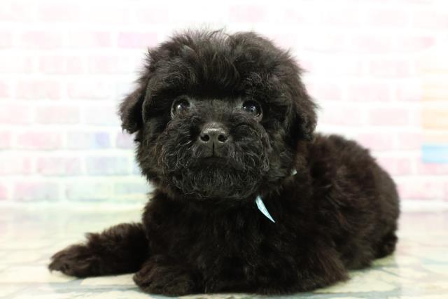 沖縄県のトイプードル(トイ) (Coo&RIKU石垣店/2025年12月21日生まれ/男の子/ブラック)の子犬の2枚目の画像