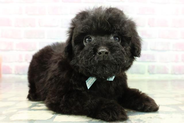 沖縄県のトイプードル(トイ) (Coo&RIKU石垣店/2025年12月21日生まれ/男の子/ブラック)の子犬の3枚目の画像