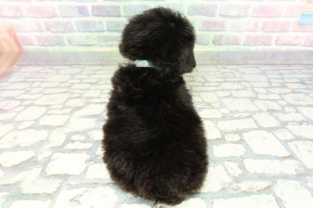 沖縄県のトイプードル(トイ) (Coo&RIKU石垣店/2025年12月21日生まれ/男の子/ブラック)の子犬の4枚目の画像