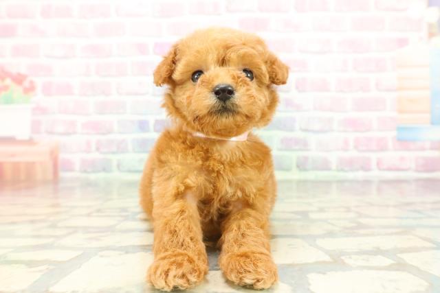 長野県のトイプードル(トイ) (Coo&RIKU長野店/2025年12月21日生まれ/女の子/レッド)の子犬の1枚目の画像