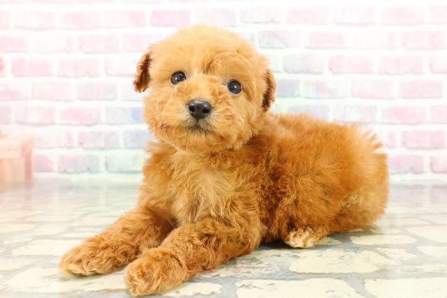 長野県のトイプードル(トイ) (Coo&RIKU長野店/2025年12月21日生まれ/女の子/レッド)の子犬の2枚目の画像