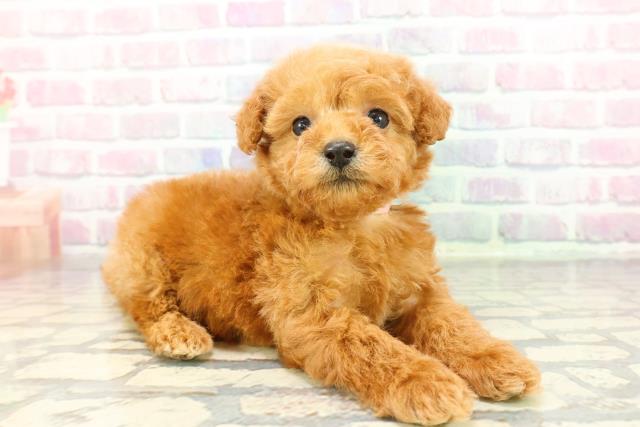 長野県のトイプードル(トイ) (Coo&RIKU長野店/2025年12月21日生まれ/女の子/レッド)の子犬の3枚目の画像