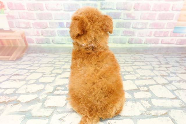 長野県のトイプードル(トイ) (Coo&RIKU長野店/2025年12月21日生まれ/女の子/レッド)の子犬の4枚目の画像