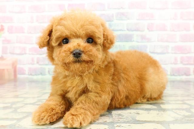 東京都のトイプードル(トイ) (Coo&RIKU中野サンモール店/2025年12月21日生まれ/女の子/レッド)の子犬の2枚目の画像