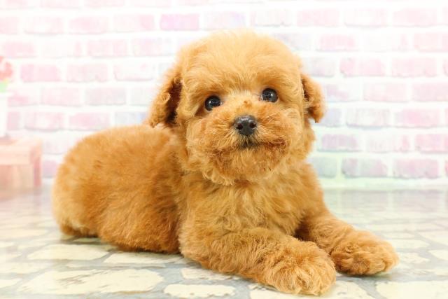 東京都のトイプードル(トイ) (Coo&RIKU中野サンモール店/2025年12月21日生まれ/女の子/レッド)の子犬の3枚目の画像