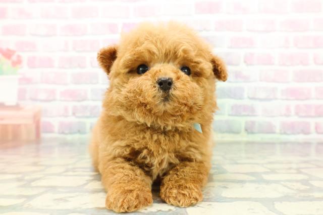 東京都のトイプードル(トイ) (Coo&RIKU浅草店/2025年12月20日生まれ/男の子/レッド)の子犬の1枚目の画像