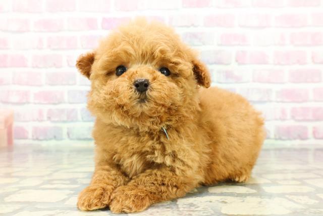 東京都のトイプードル(トイ) (Coo&RIKU浅草店/2025年12月20日生まれ/男の子/レッド)の子犬の2枚目の画像