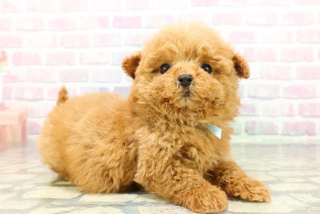 東京都のトイプードル(トイ) (Coo&RIKU浅草店/2025年12月20日生まれ/男の子/レッド)の子犬の3枚目の画像