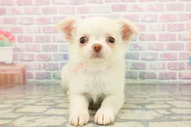 北海道のチワワ(ロング) (Coo&RIKU苫小牧店/2025年12月20日生まれ/女の子/クリーム)の子犬の1枚目の画像