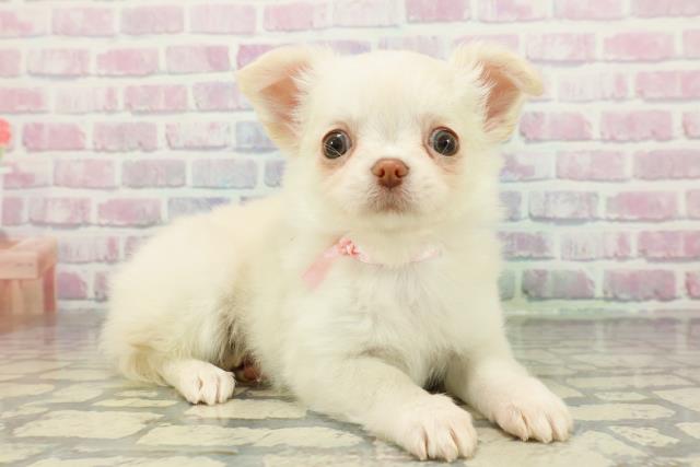 北海道のチワワ(ロング) (Coo&RIKU苫小牧店/2025年12月20日生まれ/女の子/クリーム)の子犬の3枚目の画像