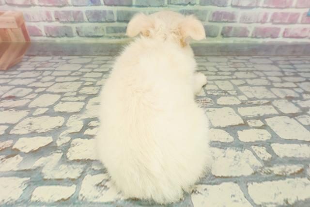 北海道のチワワ(ロング) (Coo&RIKU苫小牧店/2025年12月20日生まれ/女の子/クリーム)の子犬の4枚目の画像