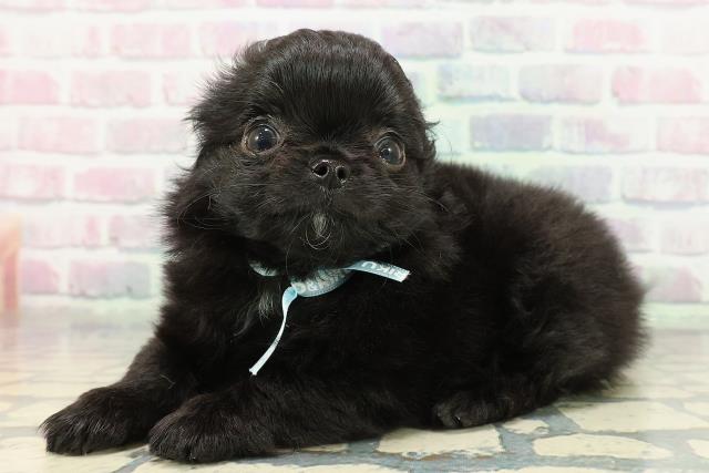 新潟県のチワワ(ロング) (Coo&RIKUイオンモール新発田店/2025年12月22日生まれ/男の子/ブラックホワイト)の子犬の2枚目の画像