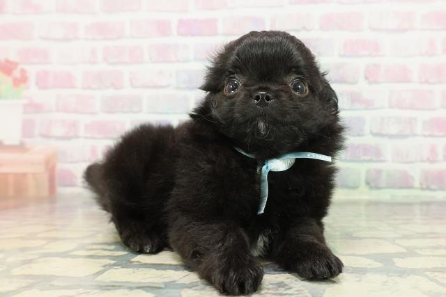 新潟県のチワワ(ロング) (Coo&RIKUイオンモール新発田店/2025年12月22日生まれ/男の子/ブラックホワイト)の子犬の3枚目の画像