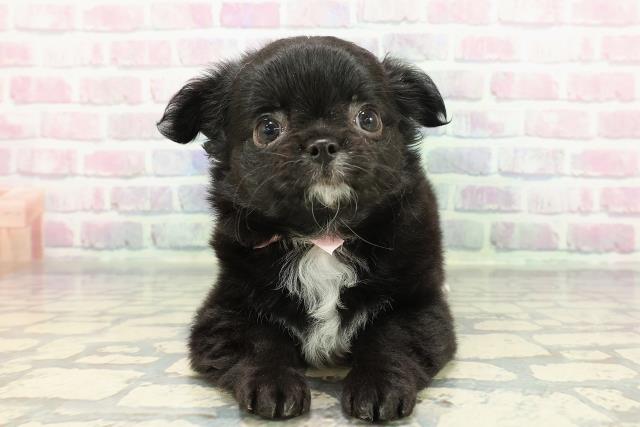 新潟県のチワワ(ロング) (Coo&RIKU長岡店/2025年12月22日生まれ/女の子/ブラックホワイト)の子犬