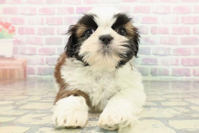 長野県のシーズー (Coo&RIKU松本店/2025年12月11日生まれ/男の子/ホワイトゴールド)の子犬の1枚目の画像