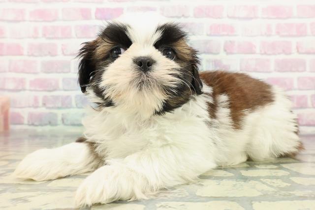 長野県のシーズー (Coo&RIKU松本店/2025年12月11日生まれ/男の子/ホワイトゴールド)の子犬の2枚目の画像