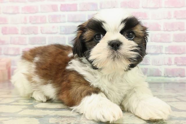 長野県のシーズー (Coo&RIKU松本店/2025年12月11日生まれ/男の子/ホワイトゴールド)の子犬の3枚目の画像