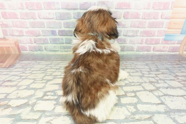 長野県のシーズー (Coo&RIKU松本店/2025年12月11日生まれ/男の子/ホワイトゴールド)の子犬の4枚目の画像