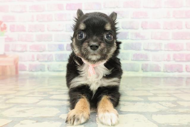 沖縄県のチワワ(ロング) (Coo&RIKUイオン北谷店/2025年12月22日生まれ/女の子/ブラックタンホワイト)の子犬の1枚目の画像