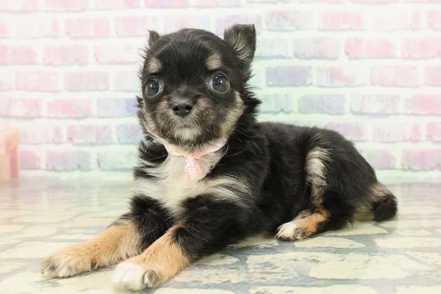 沖縄県のチワワ(ロング) (Coo&RIKUイオン北谷店/2025年12月22日生まれ/女の子/ブラックタンホワイト)の子犬の2枚目の画像