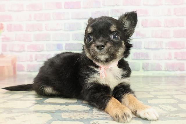 沖縄県のチワワ(ロング) (Coo&RIKUイオン北谷店/2025年12月22日生まれ/女の子/ブラックタンホワイト)の子犬の3枚目の画像