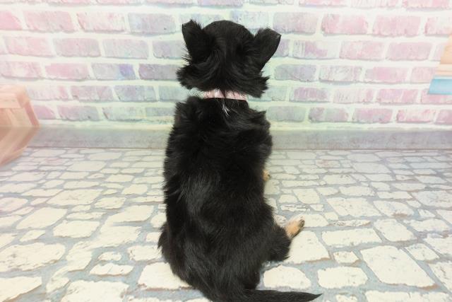 沖縄県のチワワ(ロング) (Coo&RIKUイオン北谷店/2025年12月22日生まれ/女の子/ブラックタンホワイト)の子犬の4枚目の画像