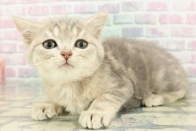 福島県のミヌエット (Coo&RIKU福島店/2025年11月27日生まれ/女の子/ブルータビー)の子猫の2枚目の画像