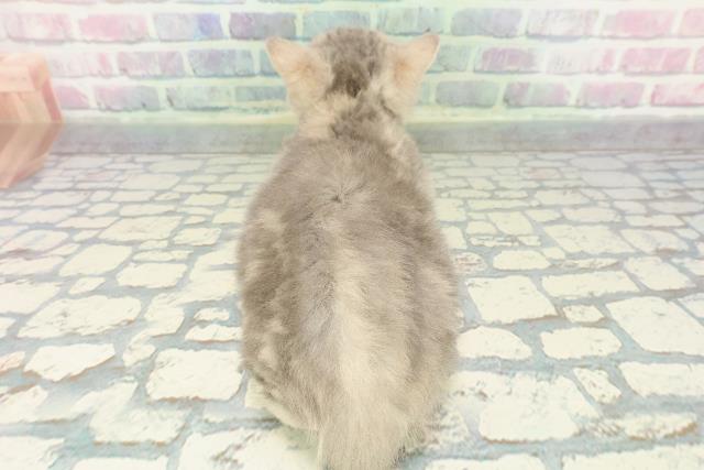 福島県のミヌエット (Coo&RIKU福島店/2025年11月27日生まれ/女の子/ブルータビー)の子猫の4枚目の画像