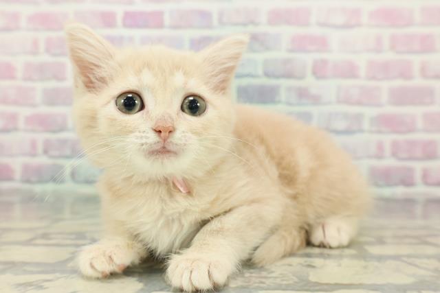 岩手県のミヌエット (Coo&RIKU一関店/2025年11月27日生まれ/女の子/クリームタビー)の子猫の2枚目の画像