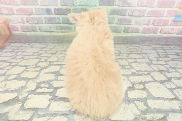 岩手県のミヌエット (Coo&RIKU一関店/2025年11月27日生まれ/女の子/クリームタビー)の子猫の4枚目の画像