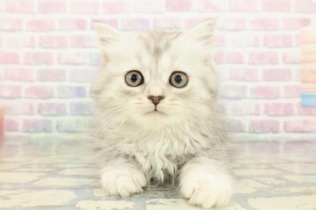 長野県のミヌエット (Coo&RIKU長野店/2025年12月20日生まれ/女の子/シルバータビー)の子猫の1枚目の画像