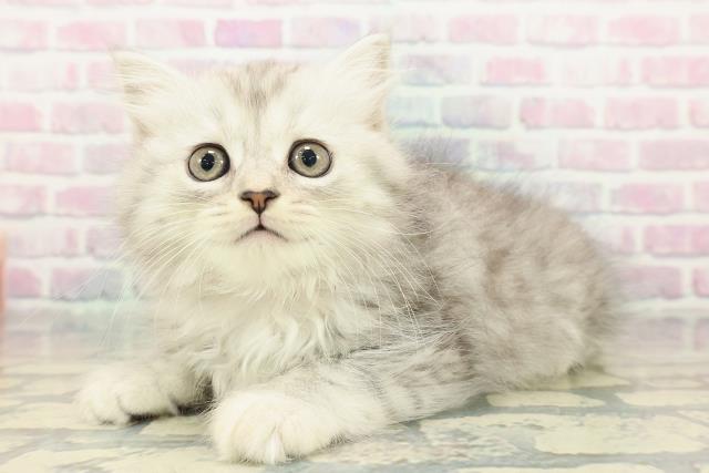 長野県のミヌエット (Coo&RIKU長野店/2025年12月20日生まれ/女の子/シルバータビー)の子猫の2枚目の画像