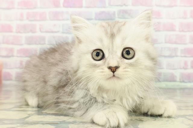 長野県のミヌエット (Coo&RIKU長野店/2025年12月20日生まれ/女の子/シルバータビー)の子猫の3枚目の画像