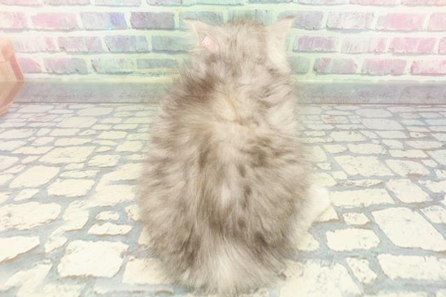 長野県のミヌエット (Coo&RIKU長野店/2025年12月20日生まれ/女の子/シルバータビー)の子猫の4枚目の画像