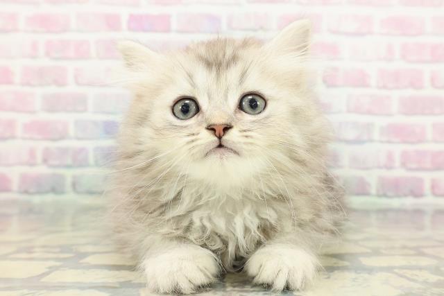 広島県のミヌエット (Coo&RIKU広島中央店/2025年12月20日生まれ/男の子/シルバータビー)の子猫の1枚目の画像