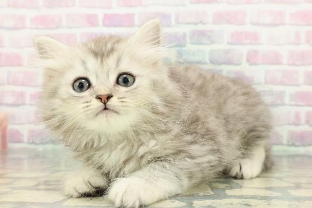 広島県のミヌエット (Coo&RIKU広島中央店/2025年12月20日生まれ/男の子/シルバータビー)の子猫の2枚目の画像