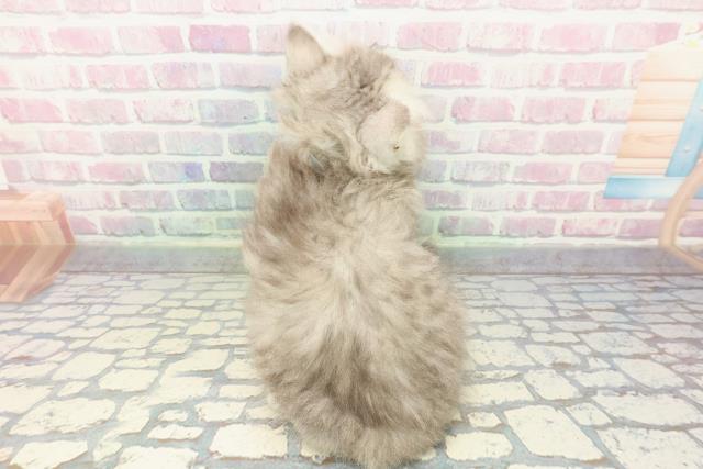 広島県のミヌエット (Coo&RIKU広島中央店/2025年12月20日生まれ/男の子/シルバータビー)の子猫の4枚目の画像