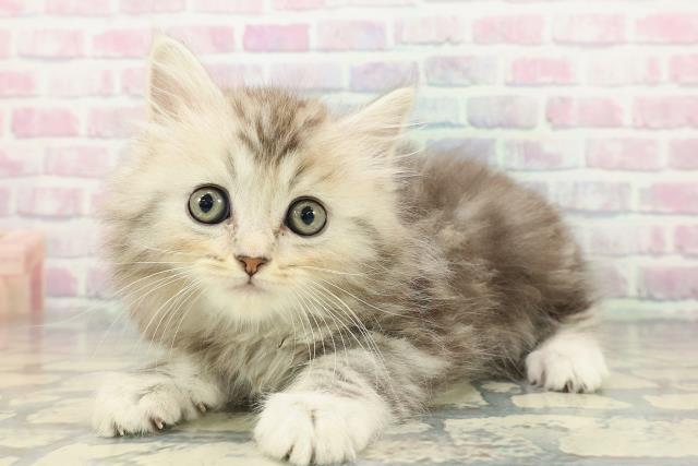 神奈川県のミヌエット (Coo&RIKU相模原店/2025年12月20日生まれ/男の子/シルバータビー)の子猫の2枚目の画像