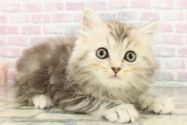 神奈川県のミヌエット (Coo&RIKU相模原店/2025年12月20日生まれ/男の子/シルバータビー)の子猫の3枚目の画像