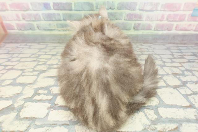 神奈川県のミヌエット (Coo&RIKU相模原店/2025年12月20日生まれ/男の子/シルバータビー)の子猫の4枚目の画像