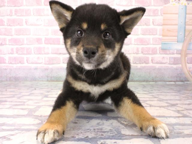 滋賀県の柴犬(標準サイズ) (Coo&RIKUアヤハディオ水口店/2025年12月10日生まれ/男の子/黒)の子犬の1枚目の画像