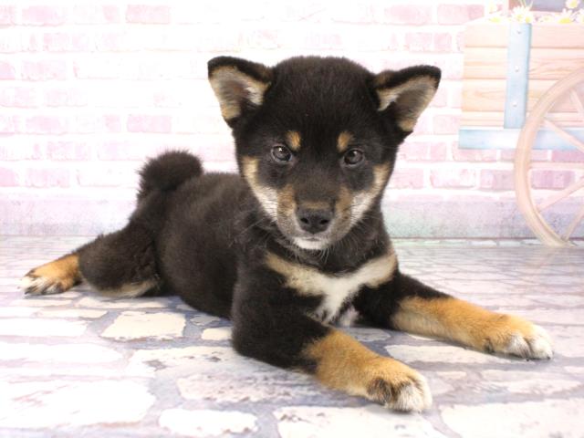 滋賀県の柴犬(標準サイズ) (Coo&RIKUアヤハディオ水口店/2025年12月10日生まれ/男の子/黒)の子犬の2枚目の画像