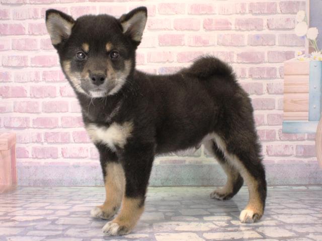 滋賀県の柴犬(標準サイズ) (Coo&RIKUアヤハディオ水口店/2025年12月10日生まれ/男の子/黒)の子犬の3枚目の画像