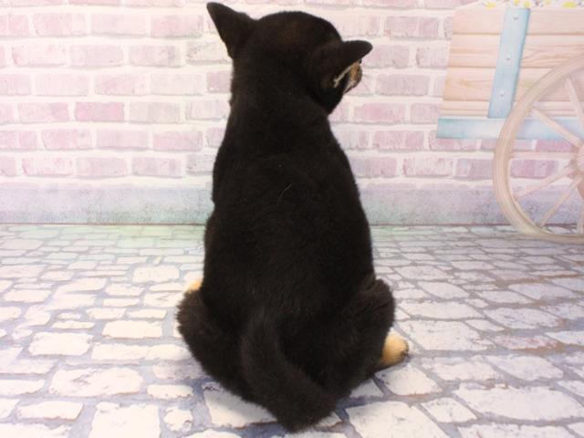 滋賀県の柴犬(標準サイズ) (Coo&RIKUアヤハディオ水口店/2025年12月10日生まれ/男の子/黒)の子犬の4枚目の画像
