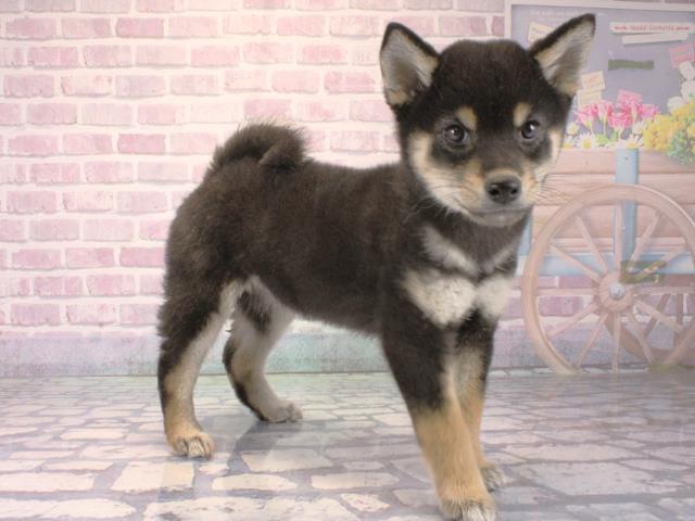 大阪府の柴犬(標準サイズ) (Coo&RIKU阿倍野店/2025年12月10日生まれ/女の子/黒)の子犬の2枚目の画像