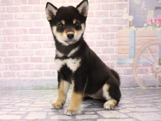 大阪府の柴犬(標準サイズ) (Coo&RIKU阿倍野店/2025年12月10日生まれ/女の子/黒)の子犬の3枚目の画像