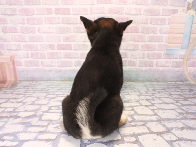 大阪府の柴犬(標準サイズ) (Coo&RIKU阿倍野店/2025年12月10日生まれ/女の子/黒)の子犬の4枚目の画像