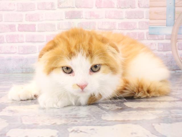 大阪府のスコティッシュフォールド (Coo&RIKU高槻店/2025年12月17日生まれ/男の子/レッドホワイト)の子猫の3枚目の画像