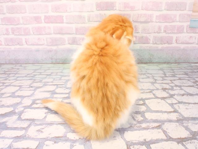 大阪府のスコティッシュフォールド (Coo&RIKU高槻店/2025年12月17日生まれ/男の子/レッドホワイト)の子猫の4枚目の画像