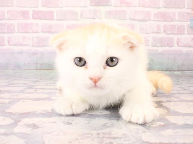 奈良県のスコティッシュフォールド (Coo&RIKU奈良新庄店/2025年12月17日生まれ/男の子/クリームホワイト)の子猫の1枚目の画像